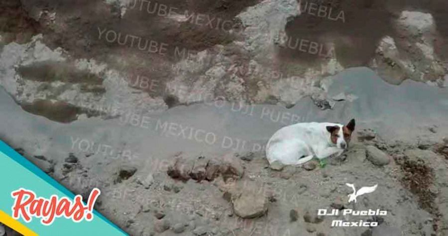 VIDEO: ¡Ay no! Encuentran otro perrito atrapado en el socavón de Santa María Zacatepec