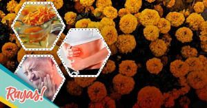 Usos, beneficios y datos que no sab&iacute;as de la flor de cempas&uacute;chil