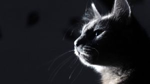 “Todos los gatos domésticos” tienen rasgos psicópatas, revela un estudio