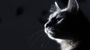 &ldquo;Todos los gatos dom&eacute;sticos&rdquo; tienen rasgos psic&oacute;patas, revela un estudio
