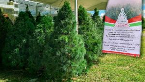 Cerca de 21 mil árboles navideños se comercializarán en Puebla este 2021