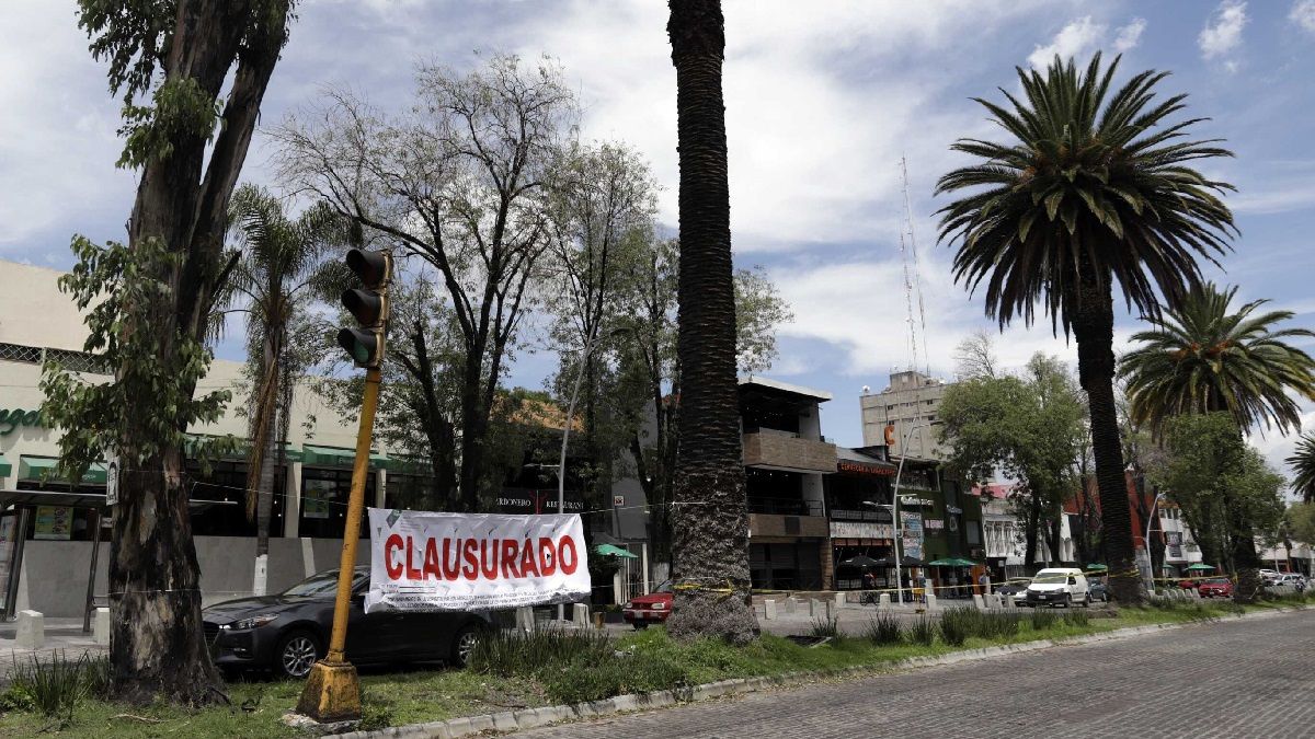 Ayuntamiento de Puebla planea diagnóstico de las palmeras del Centro, Analco y la Juárez