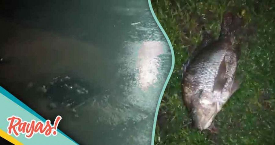 Se desborda la laguna de San Baltazar y arrastra peces por la colonia Bugambilias