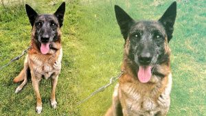 Falleci&oacute; Sabu, el elemento canino de la Polic&iacute;a Municipal de Puebla especializado en narc&oacute;ticos