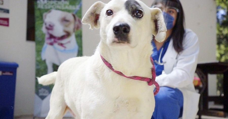 &iquest;Recuerdas al perrito que le cortaron la cola en Puebla? Est&aacute; recuperado y listo para ser adoptado