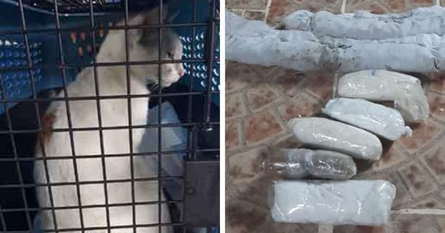 En Panamá, detienen a gato por intentar introducir droga a una cárcel