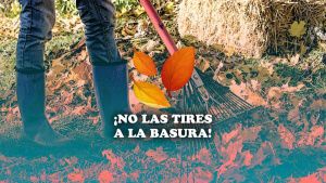 &iexcl;No las tires a la basura! Beneficios que brindan las hojas secas al medio ambiente