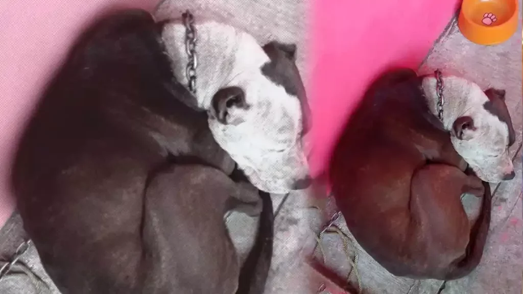 Perro que atacó a persona de sexo masculino.