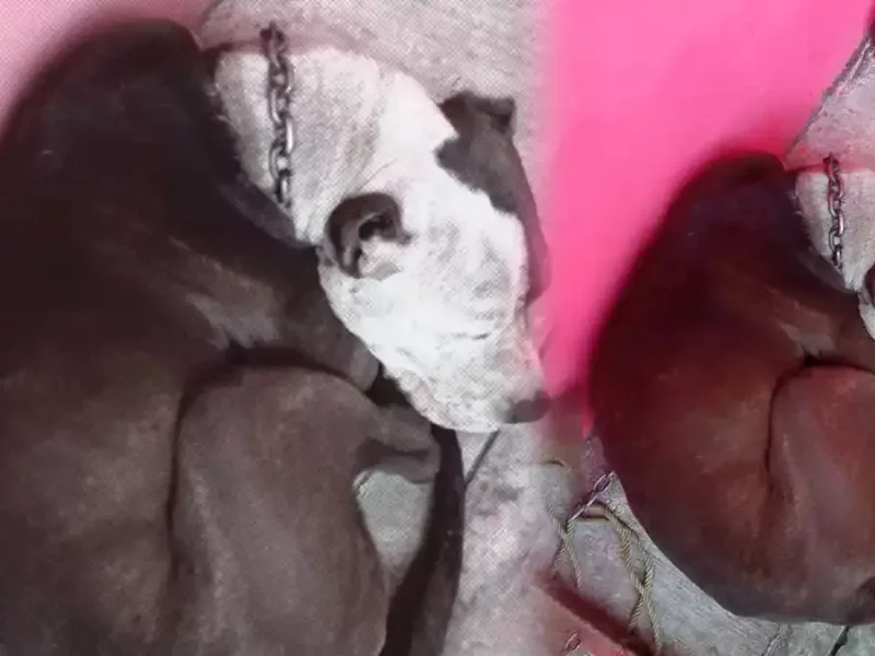 Perro que atacó a persona de sexo masculino.