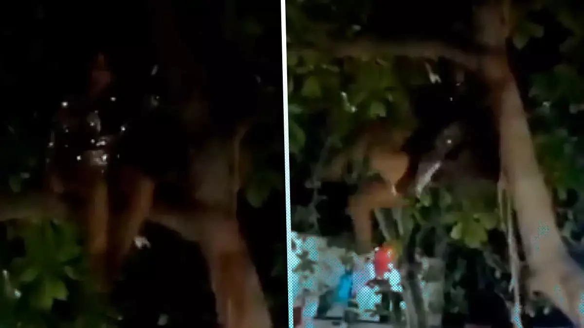 Imitadora Gloria Trevi se cae interpretando Doctor Psiquiatra.
