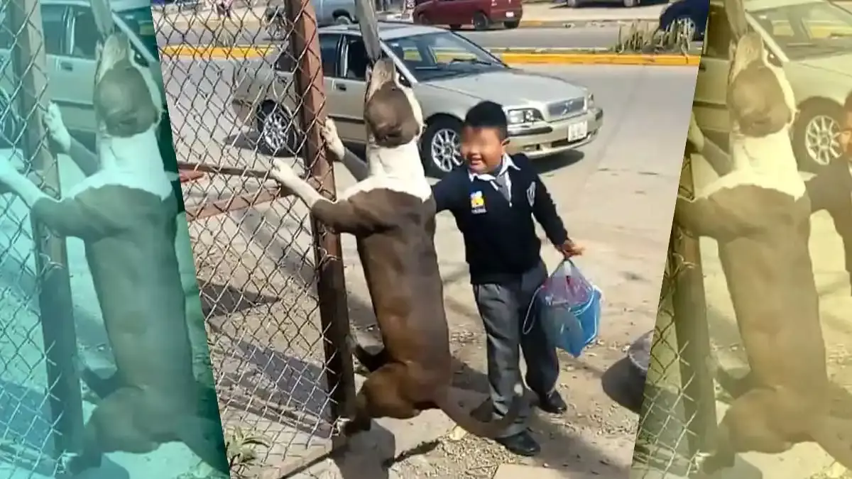 Buscan detener el sacrificio del pitbull que atacó a hombre