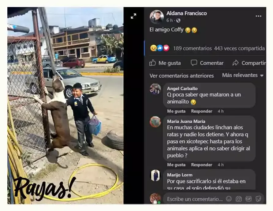 Buscan detener el sacrificio del pitbull que atacó a hombre
