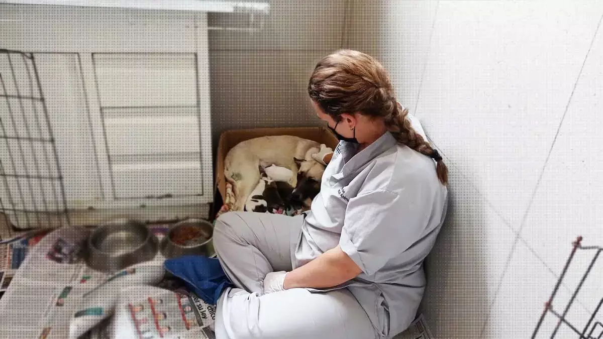 Bienestar Animal de Puebla rehabilita a perros y gatos