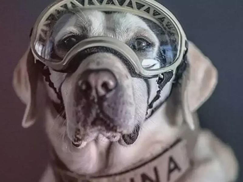 Frida el perro rescatista del 19-S, está delicado de salud