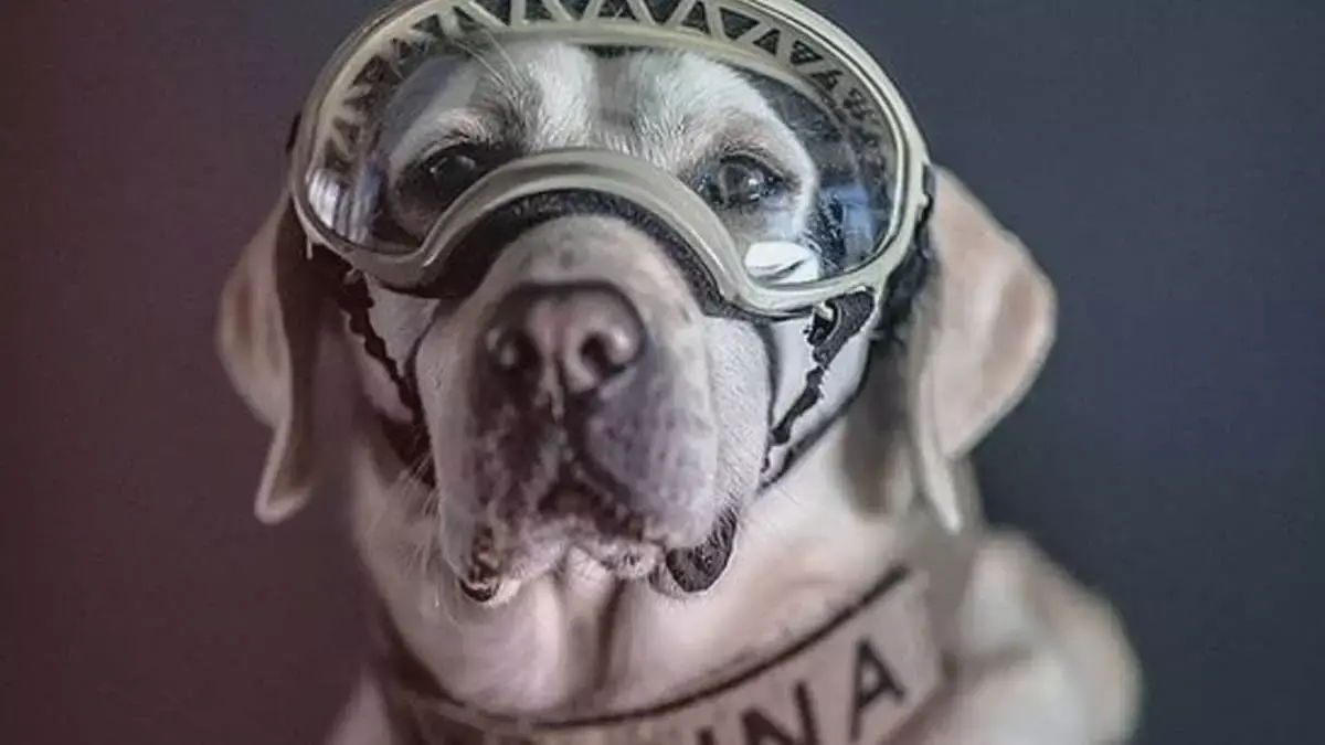Frida el perro rescatista del 19-S, está delicado de salud