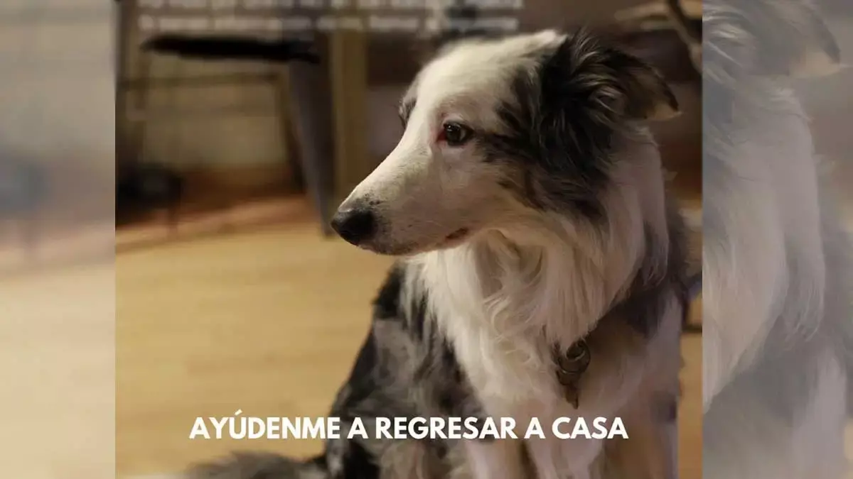 Buscan a Whisky, la mascota de Alan Torrentera y su sobrina Camila.