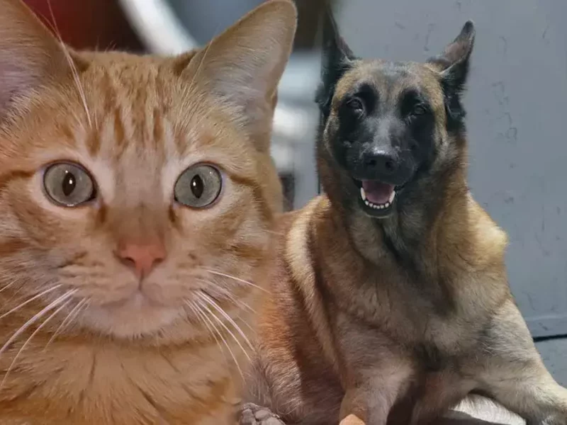 Estos son los servicios que ofrece Protección Animal Puebla