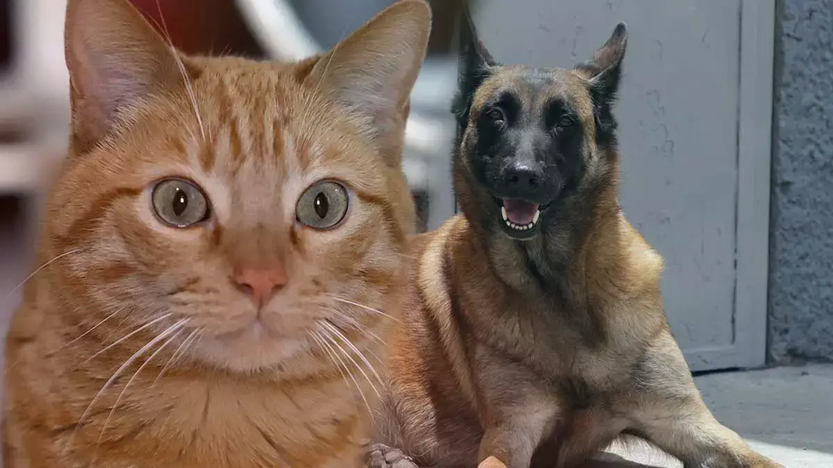Estos son los servicios que ofrece Protección Animal Puebla