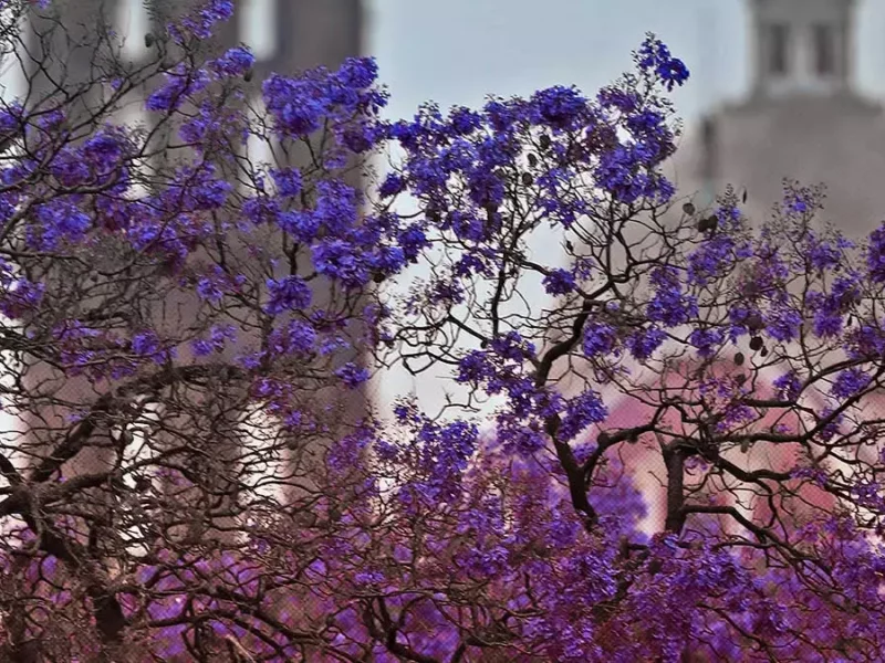 Llegaron las jacarandas a Puebla