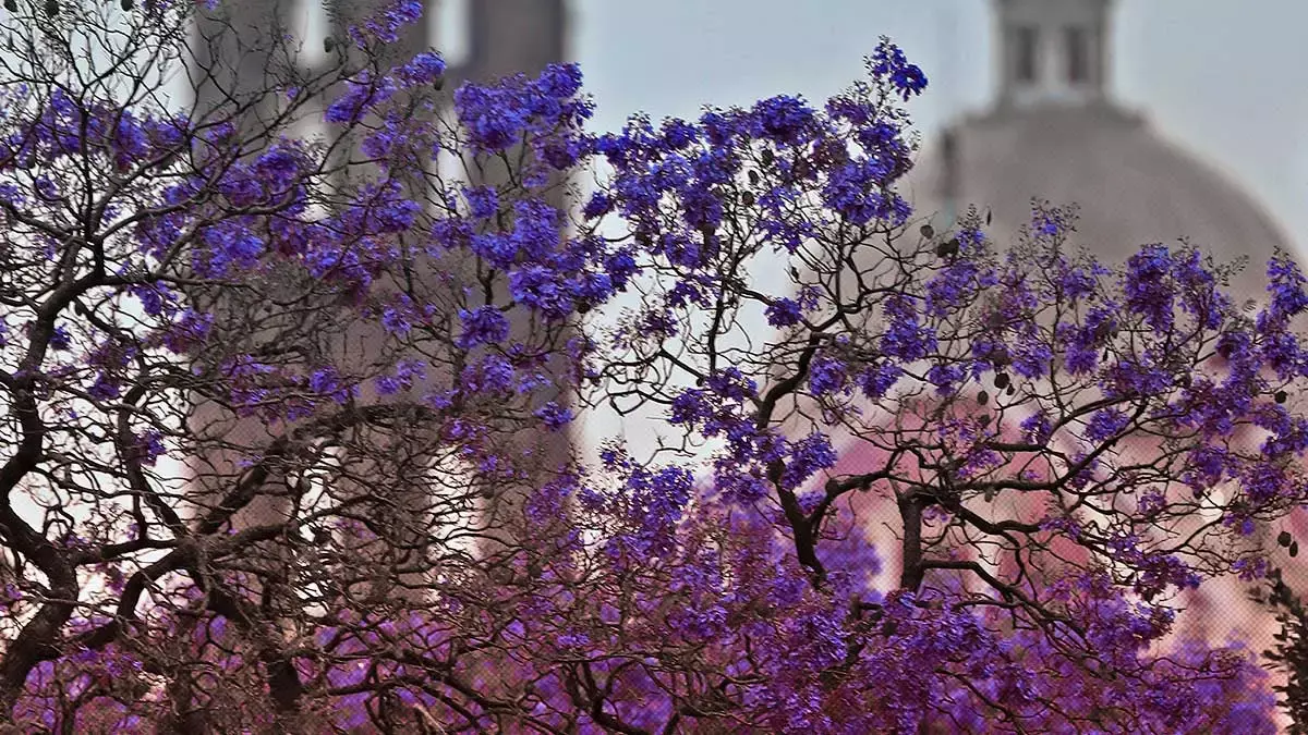Llegaron las jacarandas a Puebla
