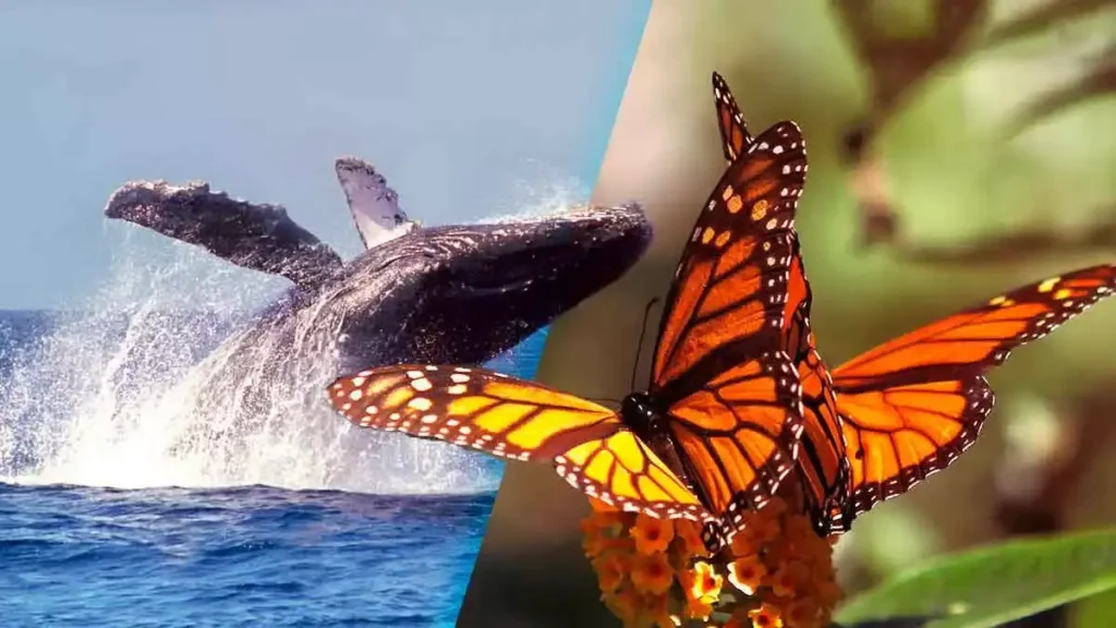 Ballenas grises y mariposas monarca.
