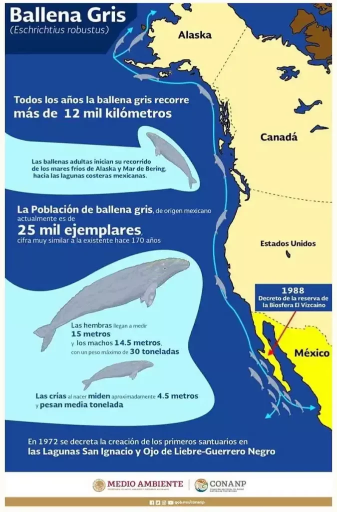 Ballenas grises en México.