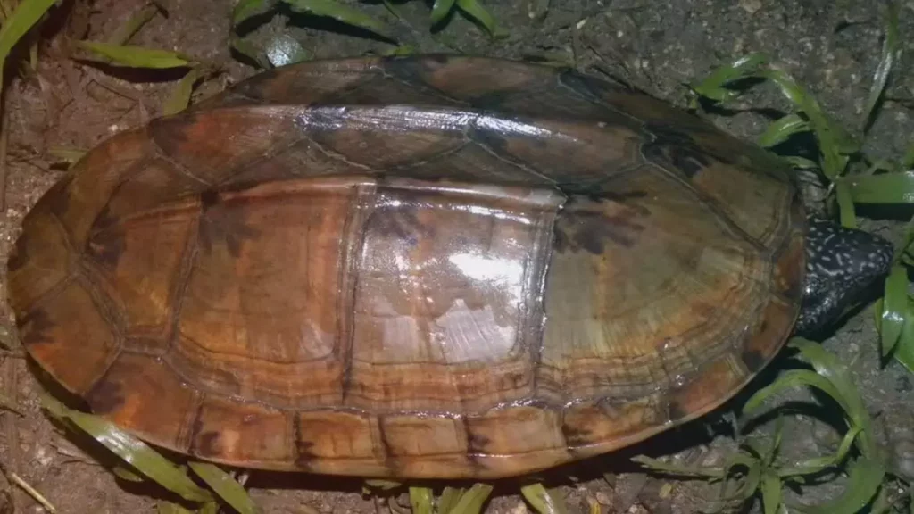 Cocinan a tortuga en Tabasco.