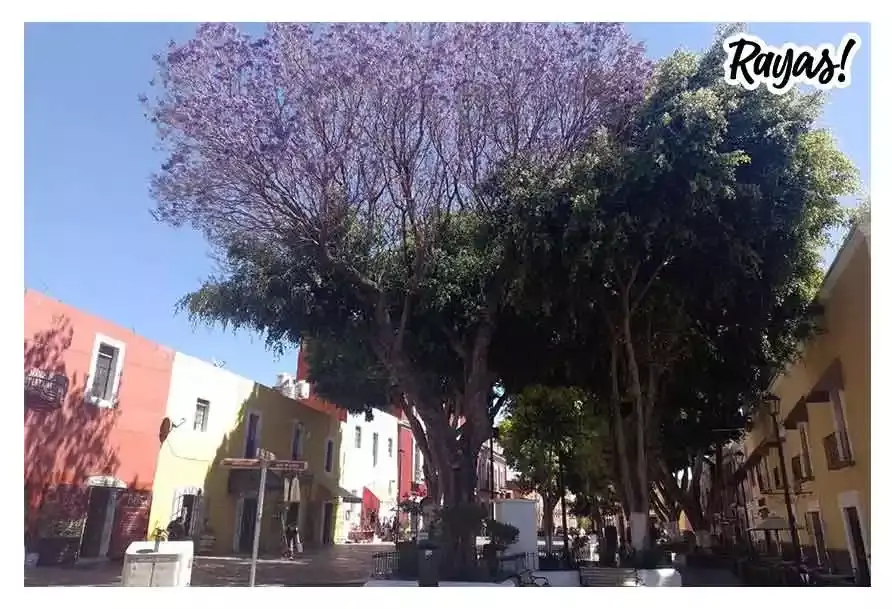 Jacarandas en Puebla