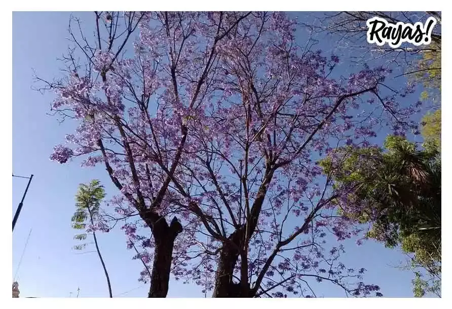 Jacarandas en el Boulevard 5 de mayo. FOTO: Arturo Silvestre