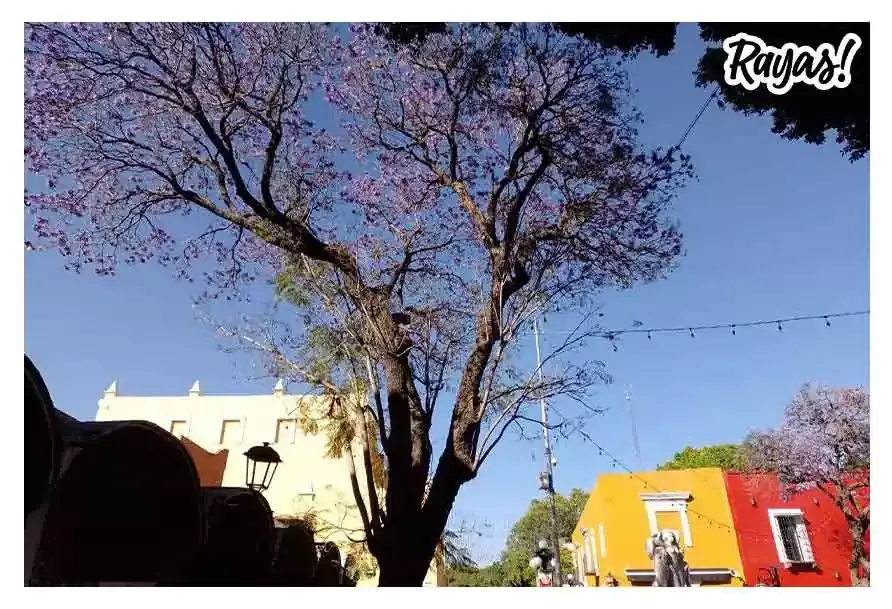 Jacarandas en Puebla