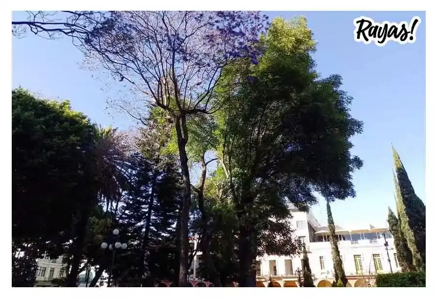 Jacarandas en el zócalo. FOTO: Arturo Silvestre
