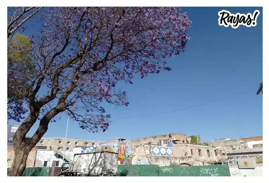 Jacarandas en Puebla
