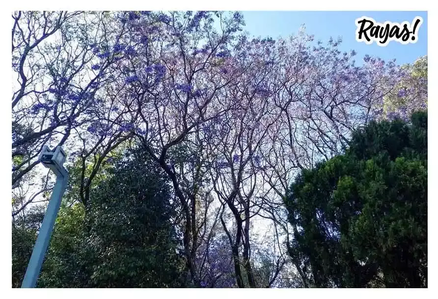 Jacarandas en Puebla
