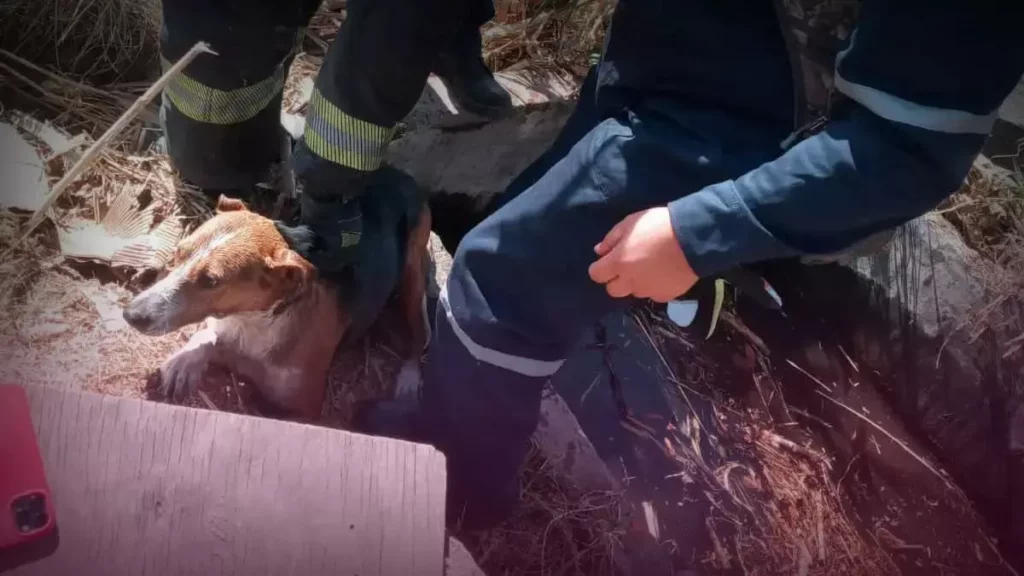 Perrita rescatada en Ignacio Romero Vargas.