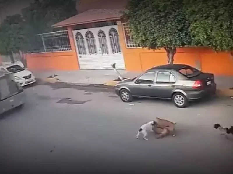 Perros atropellados en Querétaro.