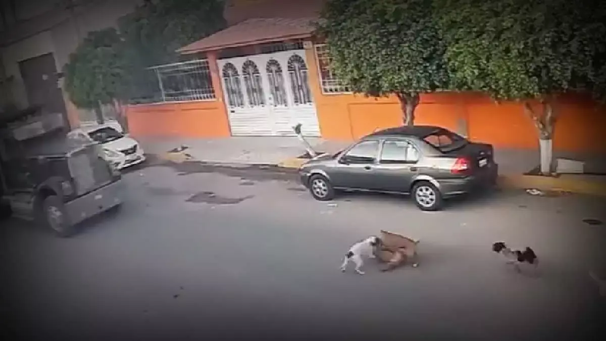 Perros atropellados en Querétaro.