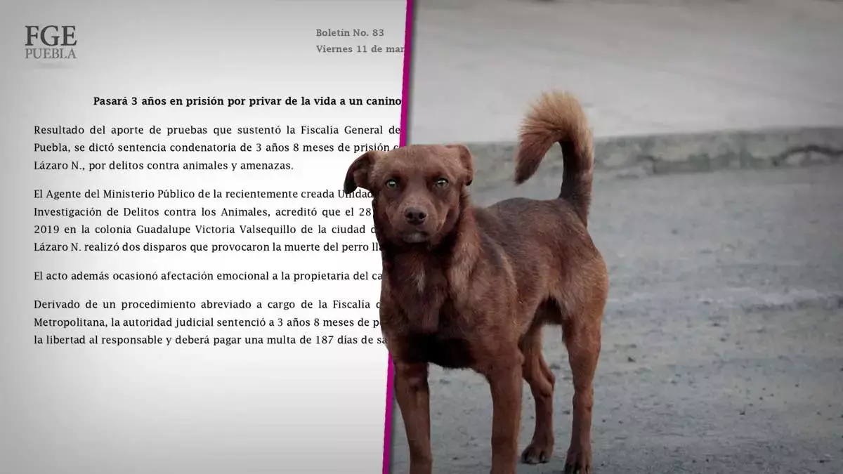 Sentencia por matar a un perro.
