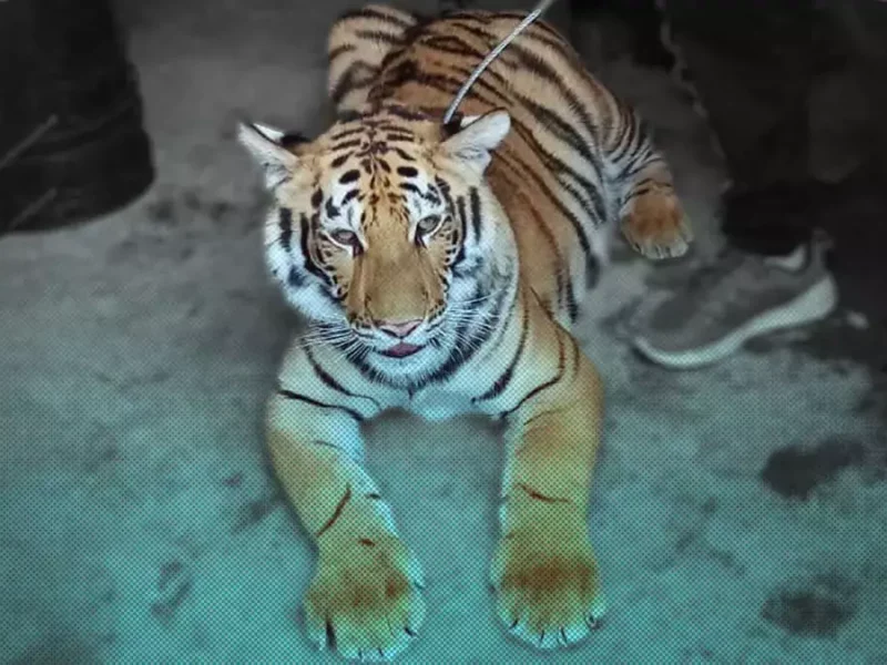 Rescatan a tigresa en el EdoMEx