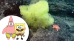 Bob Esponja y Patricio Estrella.