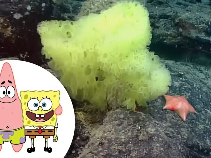 Bob Esponja y Patricio Estrella.