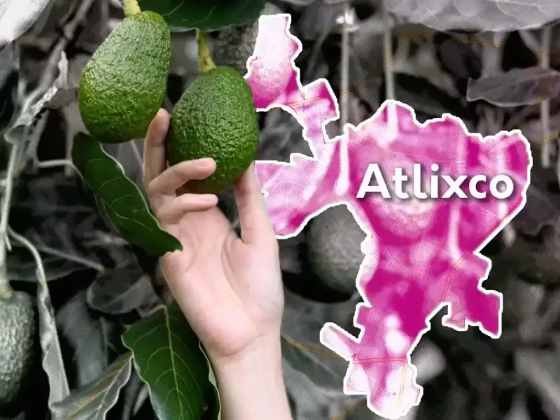 Padre e hijo mataron a hondureños por robarse aguacates de su huerta.