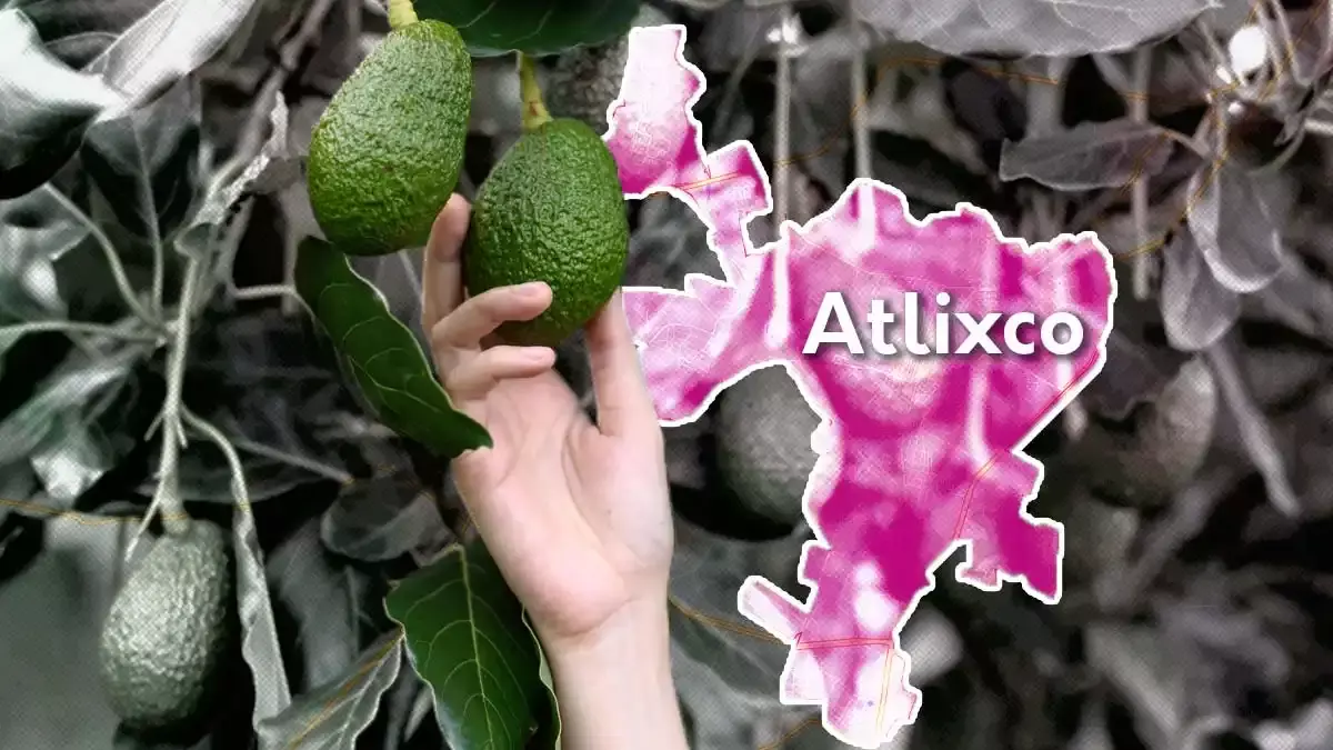 Padre e hijo mataron a hondureños por robarse aguacates de su huerta.