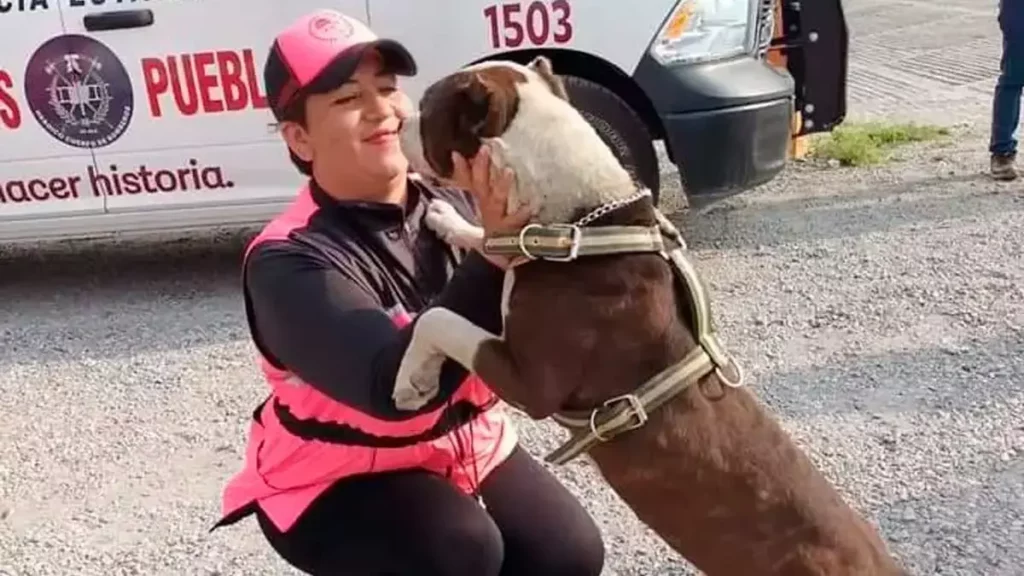 Declaran inocente a Coffy, el perro raza pitbull.