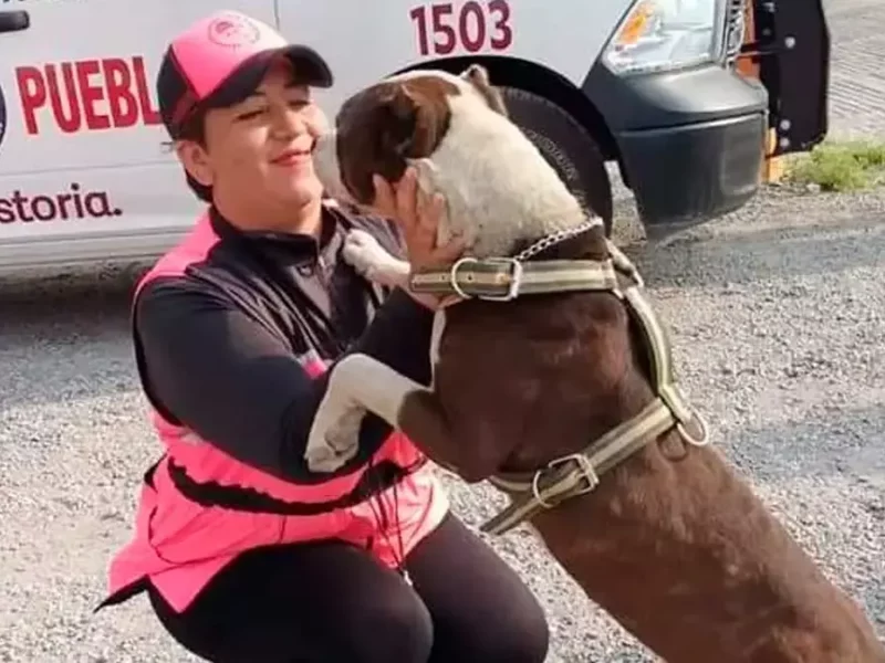 Declaran inocente a Coffy, el perro raza pitbull.