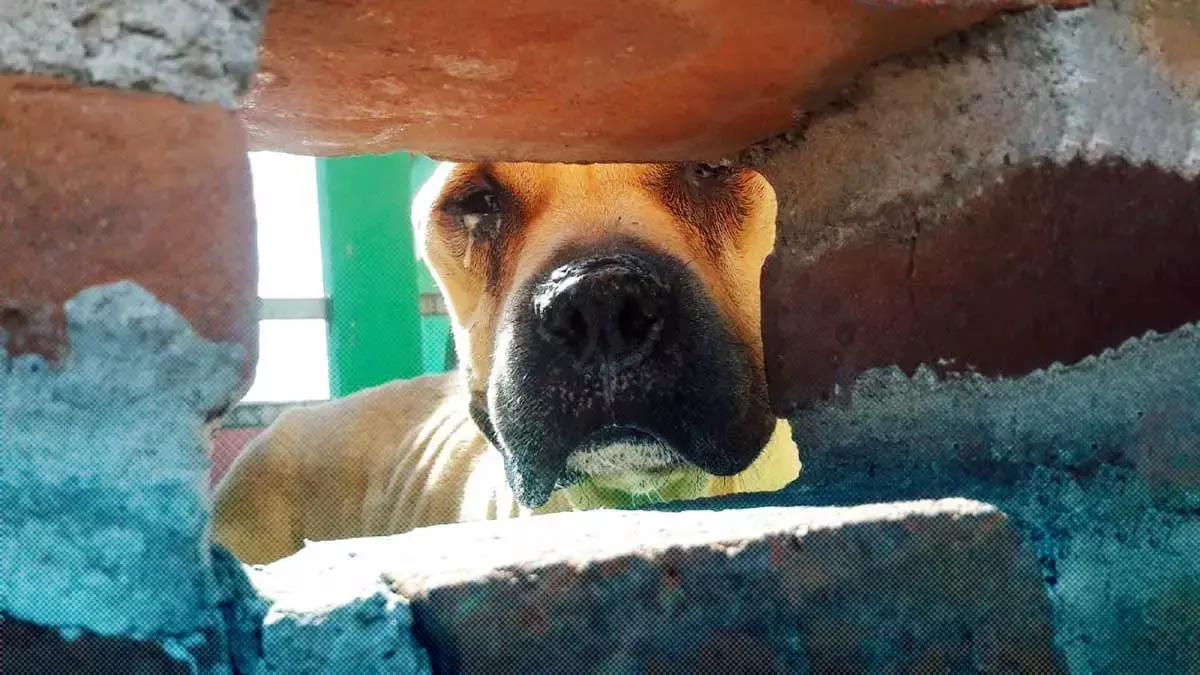 Exigen intervención por denuncia de maltrato animal realizada ante el IBA