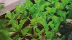 arugula