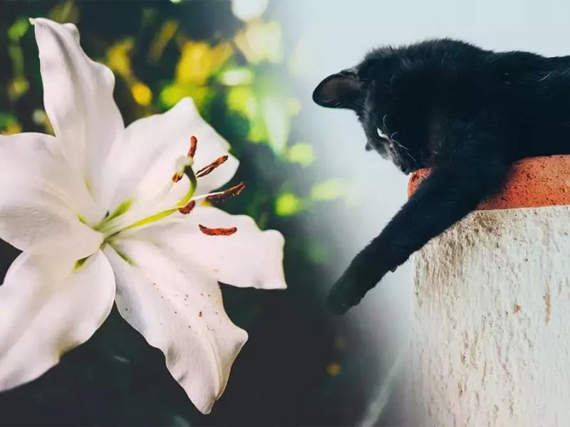 Esta es la flor que puede matar a tu gato
