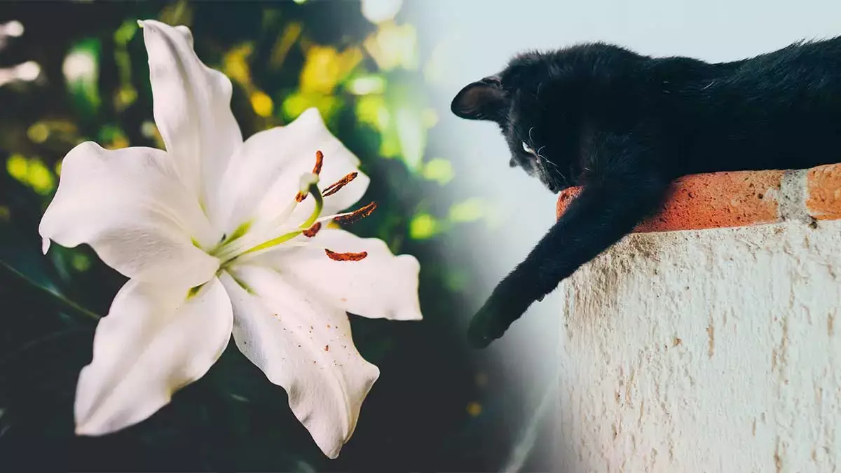 Esta es la flor que puede matar a tu gato