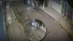 Mujer resultó herida al se embestida por un vehículo