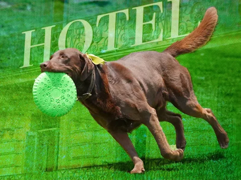 Checa estos hoteles para mascotas en Puebla